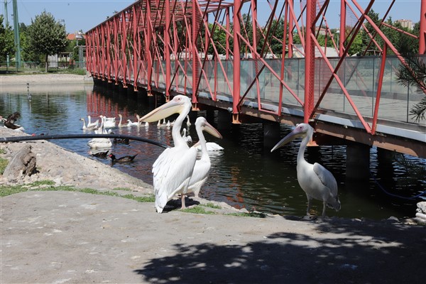  hayvanat bahçesi misafirlerine serinleten uygulama