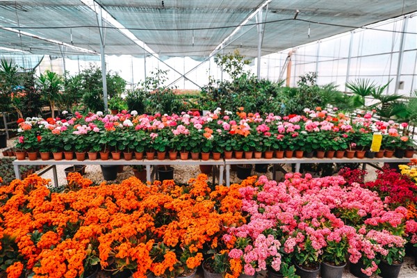 Hem elektrik hem çiçek üreten tesiste bayram hazırlığı 