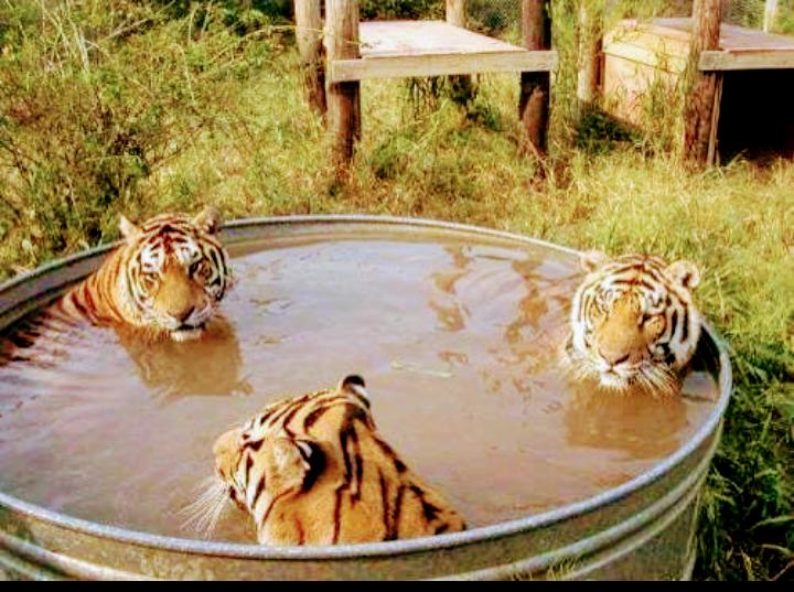 Hindistan'ın başkenti Delhi'de sıcaklık 49.9C'ye ulaştı