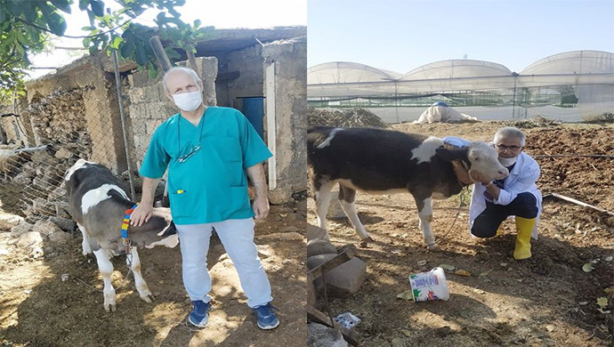 HRÜ Veteriner Fakültesi Sığırlarda Ölümlere Yol açan Hastalık İçin Aşı Çalışmasına Başladı