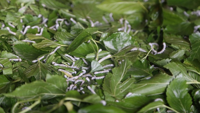 İpek böcekleri dut yaprağına doymuyor