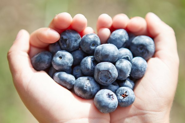 İsviçreli gıda üreticisi Hero Baby’den Türk kadın çiftçilere tam destek