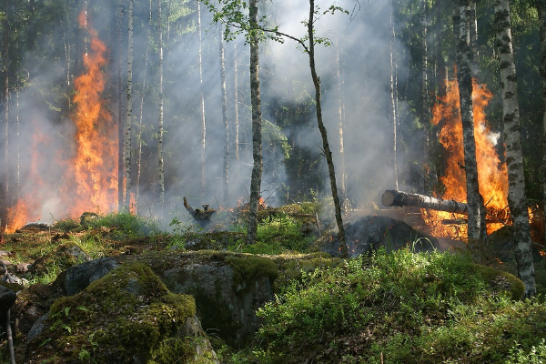 İzmir ve Kahramanmaraş'ta yangın