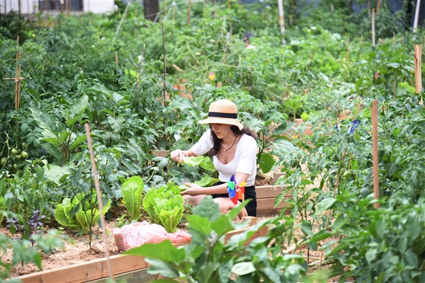 Kadıköy Bostanları'nda hasat zamanı