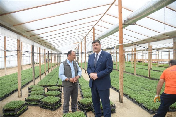 Kahramankazan'da yüzde yüz hibeli ata tohumu