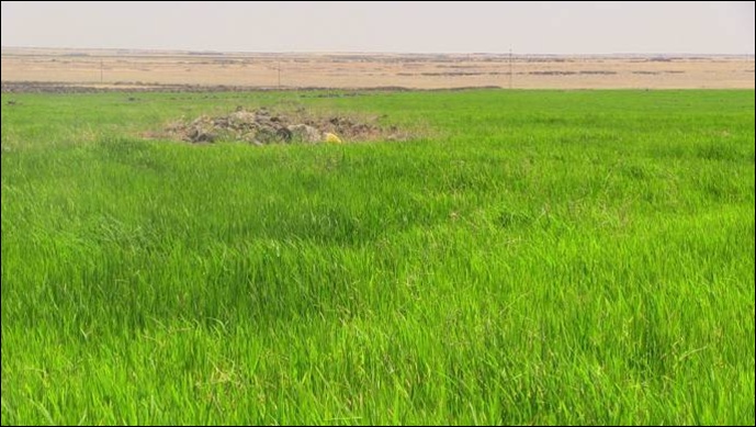 Karacadağ pirincinde ekim azaldı