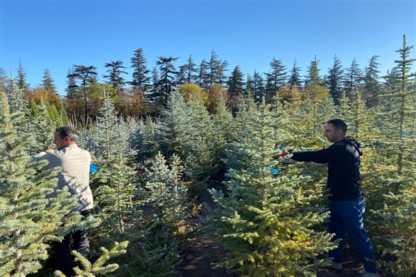 Kayseri Büyükşehir, topladığı 1 ton tohumu yeniden toprakla buluşturdu