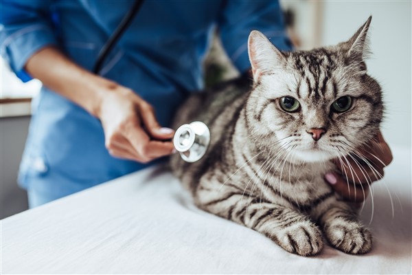 “Kedinizi Veteriner Hekimine Götürün” kampanyası başladı