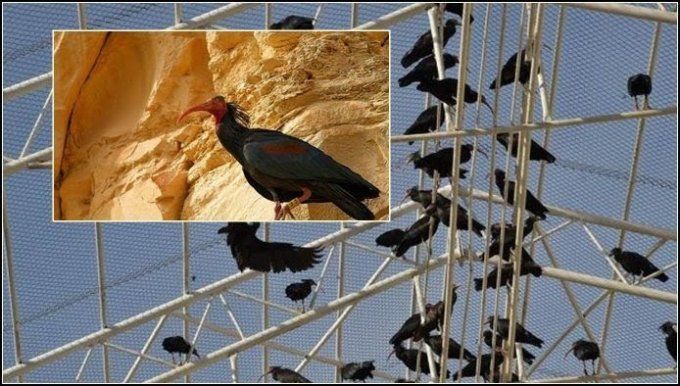 Kelaynakların sayılarında artış