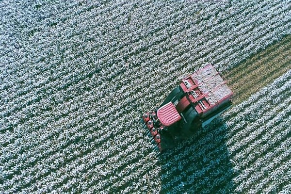 Kınık'ta beyaz altın hasadı başladı