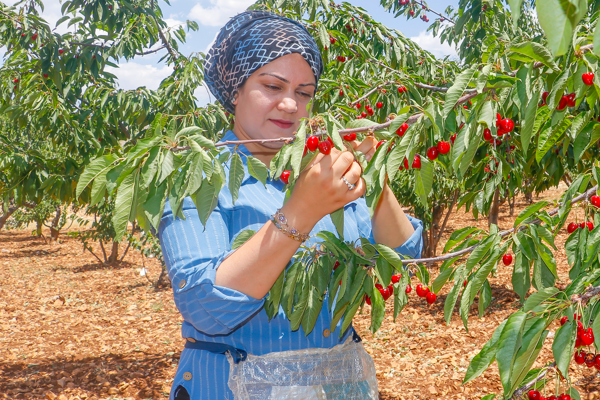 Koçak:  “BAİB’le Akdeniz bölgesinin kirazını Şanghay’da pazarlıyoruz”