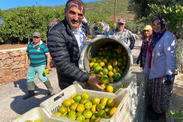 Mandalina ihracatında hedef 500 milyon dolar 