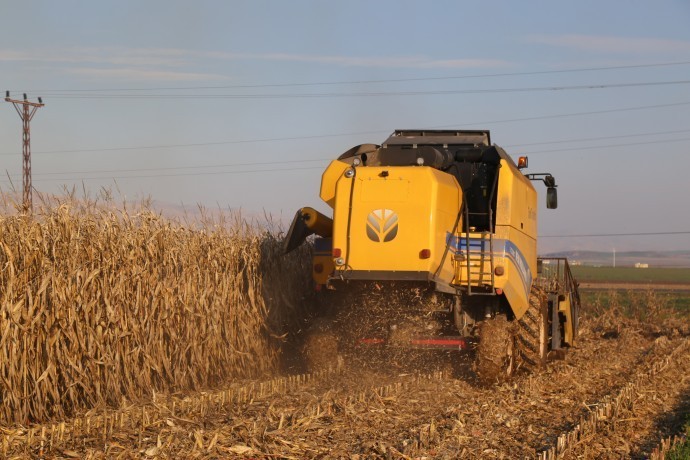 Mardinli çiftçilerden mısır ve pamuk ekmeme kararı