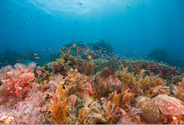 Mercanlar tamamen yok olma tehlikesi altında
