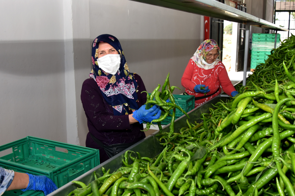 Migros Yenişehirli üreticilerden 4 bin ton ürün alımı yapacak
