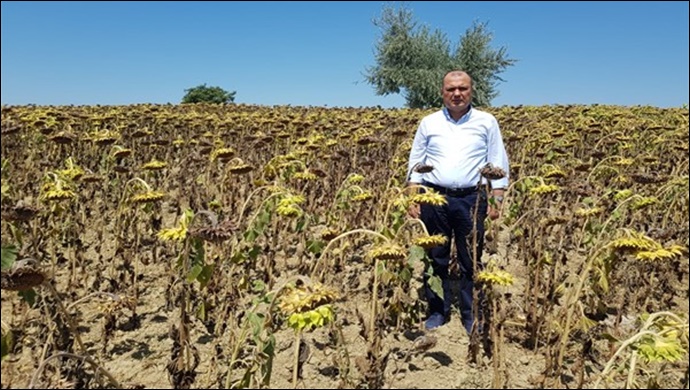 Milletvekili Aygun: “Ayçiçeğinde taban fiyat, kilo başına 16 lira olsun”