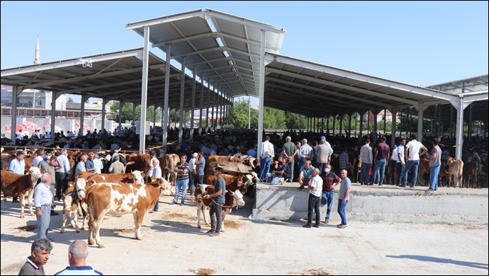 Modern Yaylak Hayvan Pazarı Faaliyete Geçti
