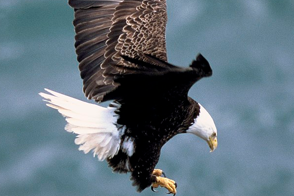 Moğolistan’da beyaz kuyruklu deniz kartalları görüldü