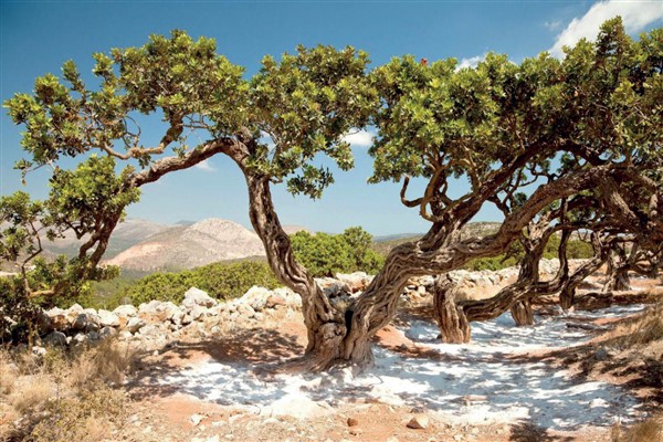 Mondelēz International Türkiye, sürdürülebilir geleceğe katkı sağlıyor