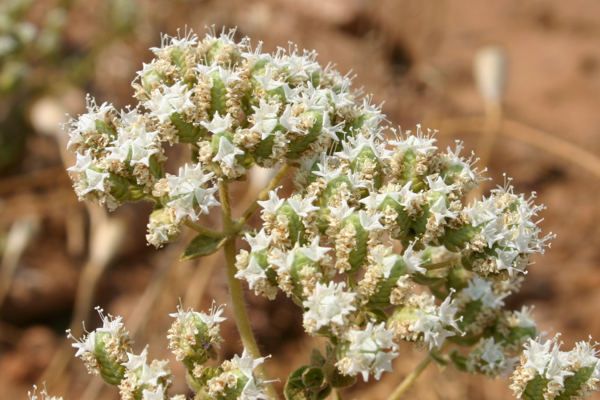 Mucize bitki kekikten ekonomiye 1 milyar TL katkı 