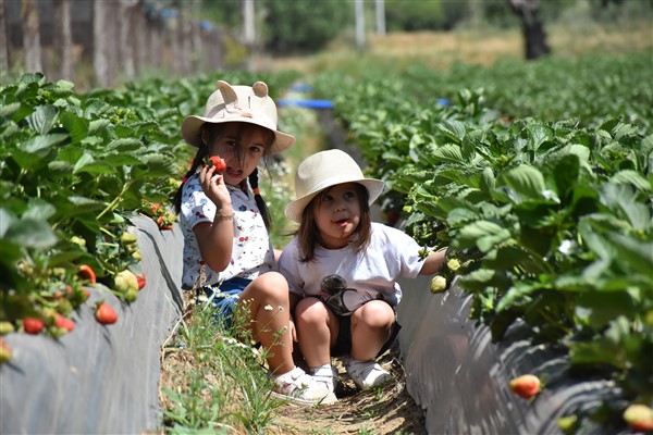Muğla, çilek üretiminde 16. sıraya yükseldi