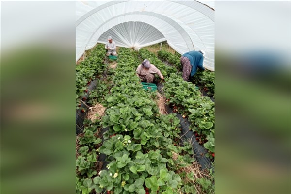 Muğla’nın çilekleri Migros raflarında