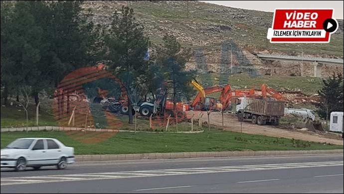 Ne istediniz ağaçlardan! Urfa’da bu ağaç katliamını kim yapıyor?