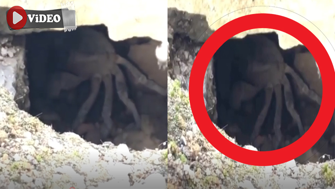 Nedir bu Balıklıgöl’ün altında görülen gizemli canlı? (VİDEOLU)