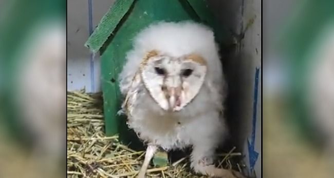 Nesli tehlikedeki peçeli baykuş Şanlıurfa'da bitkin halde bulundu-(VİDEO)