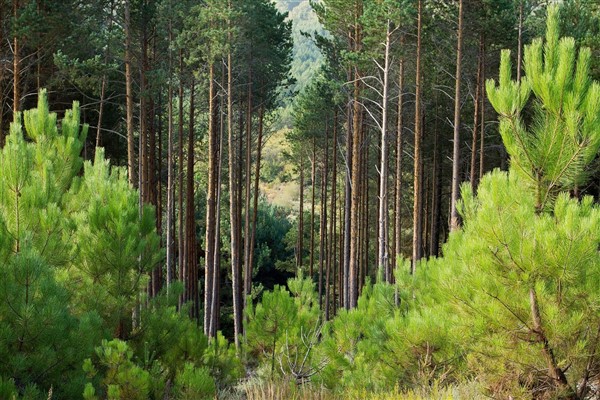 Nestlé Türkiye Dünya Çevre Günü’nü 140 bin fidanla kutluyor