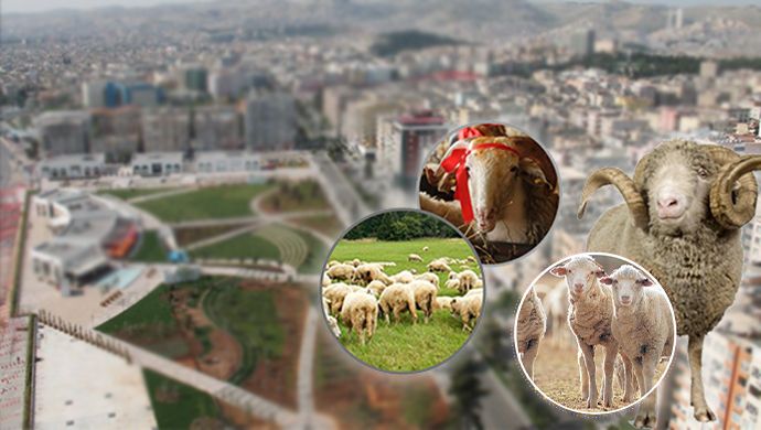 O liste açıklandı: Şanlıurfa'da üst sıralarda yer aldı