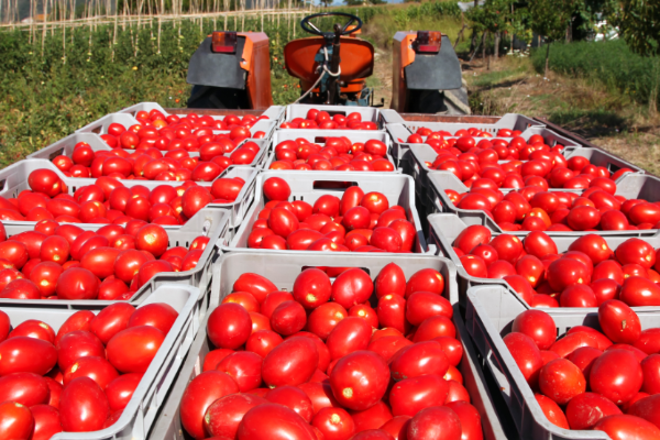 Organik sektörü çocukları radarına alacak