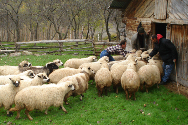 Orman köylüsüne 354 milyon TL destek 