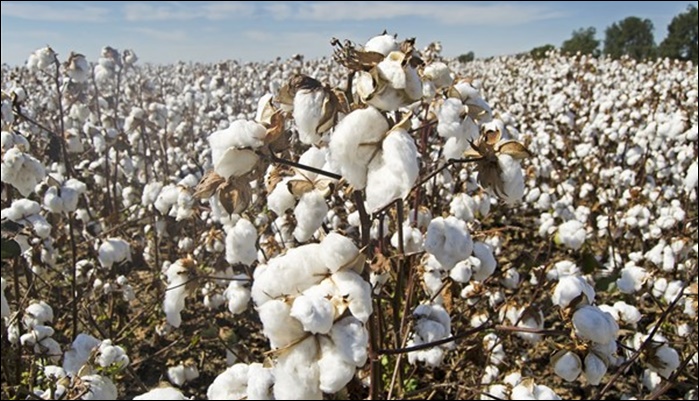 Pamuk üreticisine müjde
