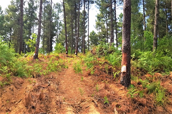 Reçineden ekonomiye yıllık 650 bin dolar katkı 