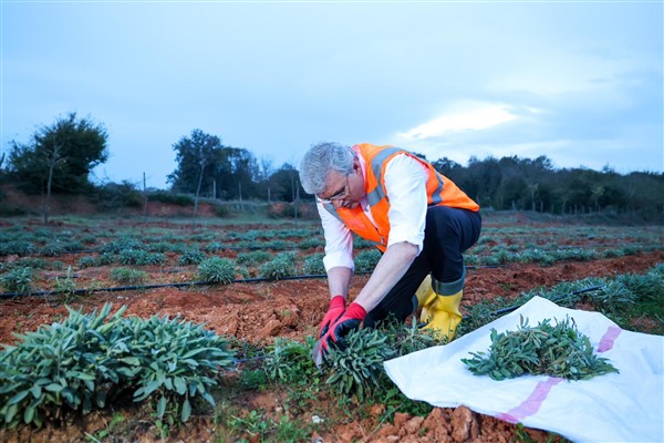 Sakarya Botanik Vadisi'nde yılın ikinci adaçayı hasadı yapıldı