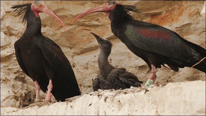 Şanlıurfa Birecik'teki Kelaynakların sayılarında önemli artış