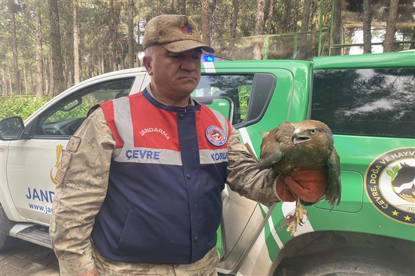 Şanlıurfa'da bir evde yaralı kızıl şahin ele geçirildi 