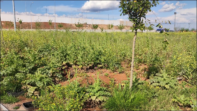 Şanlıurfa Tıbbi Aromatik Bitkiler Parkı Kaderine Terkedildi