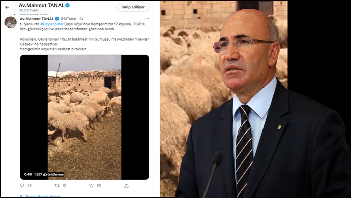 Şanlıurfa'da 17 Koyun gözaltına alındı