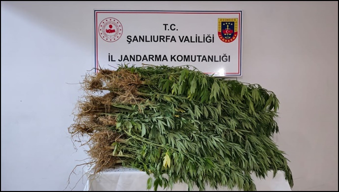 Şanlıurfa’da 418 Kök Hint Keneviri Ele Geçirildi