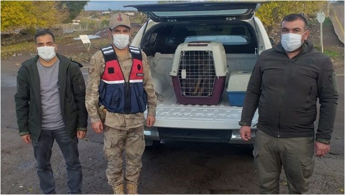 Şanlıurfa'da arazide bulunan kurt yavrusu koruma altına alındı