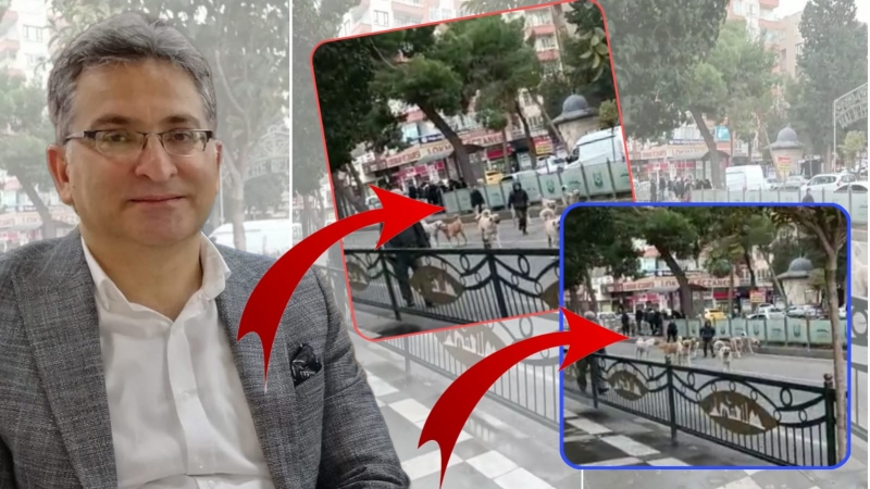 Şanlıurfa’da başıboş sokak köpekleri tehlike saçıyor