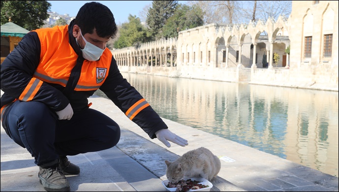 Şanlıurfa'da Hafta Sonu Sokak Hayvanları Unutulmadı-(VİDEO)