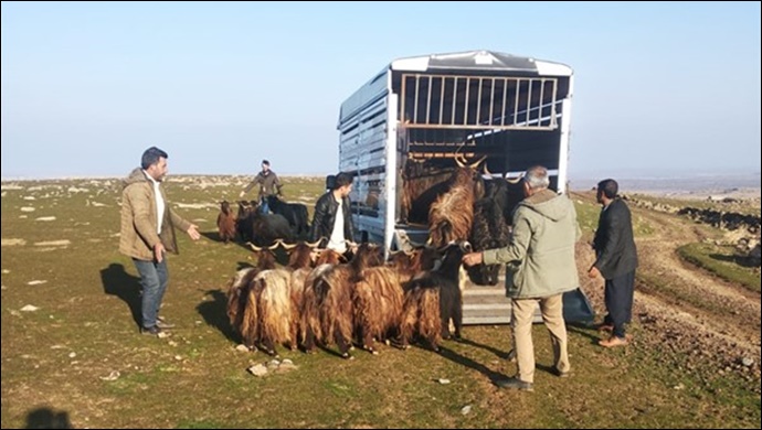Şanlıurfa’da hayvan hırsızlığı yapan şahıslar yakalandı