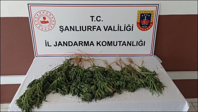 Şanlıurfa'da hint keneviri ele geçirildi