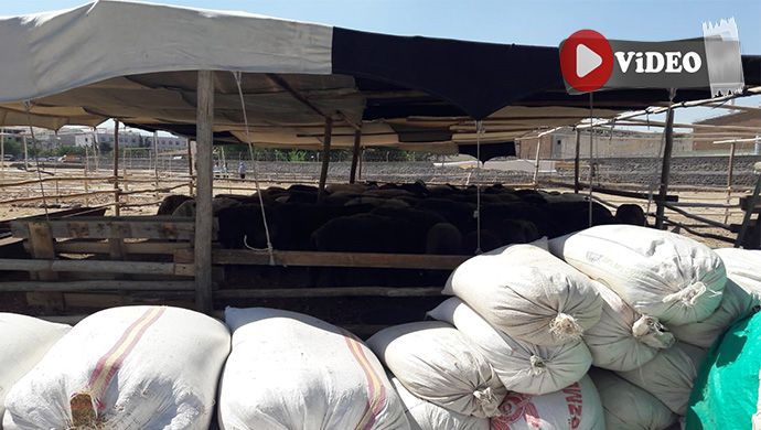 Şanlıurfa’da kurbanlık satışı başladı