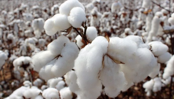 Şanlıurfa’da kütlü pamuk ne kadara satıldı?