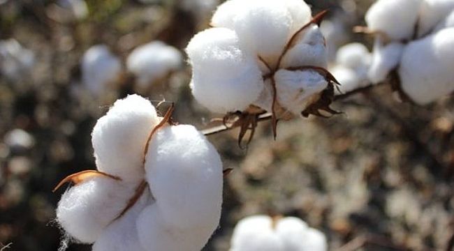 Şanlıurfa’da preseli pamuk ne kadara satıldı?