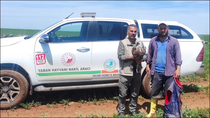 Şanlıurfa'da yaralı halde kara çaylak kuşu bulundu